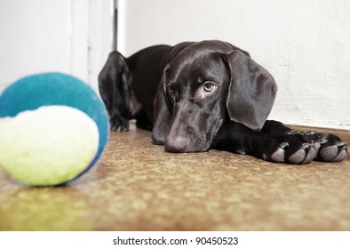 Sad Dog Laying At The Defocused Tennis Ball. Natural Light And Colors