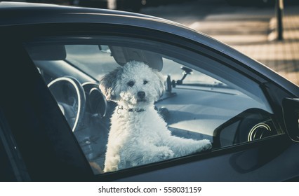  Sad Dog Left In Car.Cute Toy Poodle Waiting For The Owner At Car Window