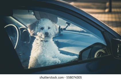 Sad Dog Left In Car.Cute Toy Poodle Waiting For The Owner At Car Window