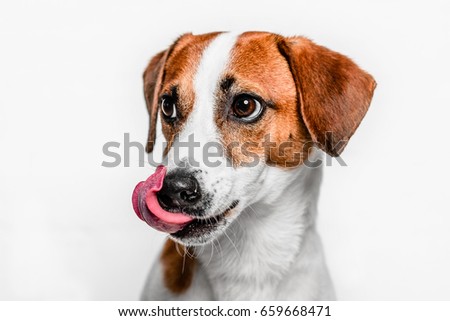 Sad dog licks himself