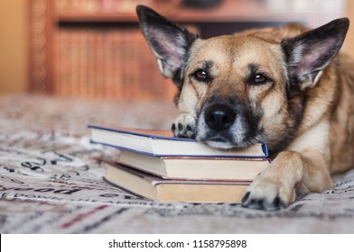 
Sad Dog Lies With His Head On The Book