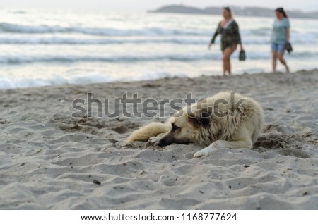 sad dog lies on the sand on the beach. Two women walking barefoot on the beach.