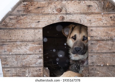 A Sad Dog Of Light Fawn Color Lies In The Kennel In Winter. Unhappy Animal On The Street In The Cold On A Chain. Snowing. High Quality Photo. A Dog With A Sad Look.