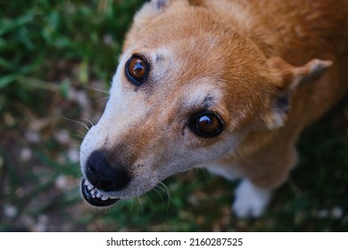 Sad Dog Looking Helpless Camera Sad Stock Photo 2160287525 | Shutterstock