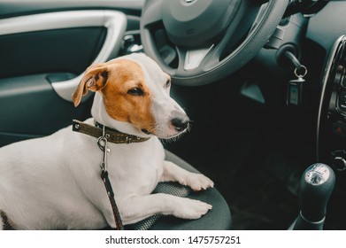 Sad Dog Lying In A Car Seat And Waiting Owner. Closeup View