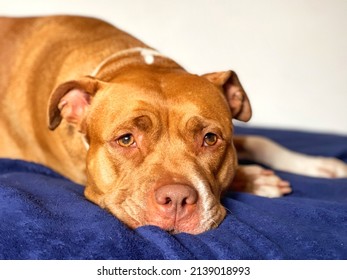 Sad Dog Lying On The Bed