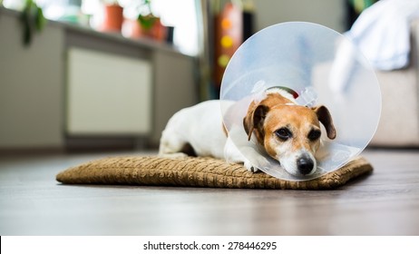 Sad dog lying on a bed sick with vet plastic Elizabethan collar