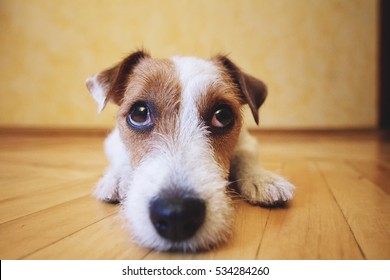 Sad Dog Lying On Floor At Home. Cute Pet Looking At Camera