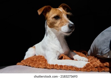 Sad Dog Lying On Sofa, Portrait Of Jack Russell Terrier On Black Background, Cute Pet Waiting For Owner