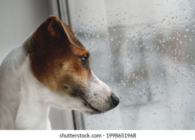 Sad Dog Is Lying On The Window And Waiting For The Owner.