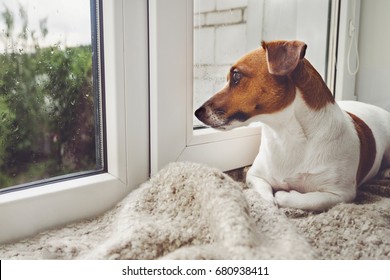 Sad Dog Is Lying On The Window And Waiting For The Owner.