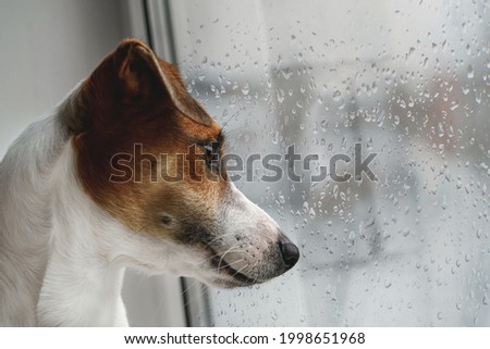 Sad dog is lying on the window and waiting for the owner.