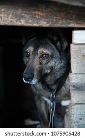 Sad Dog On A Chain In A Wooden Box.