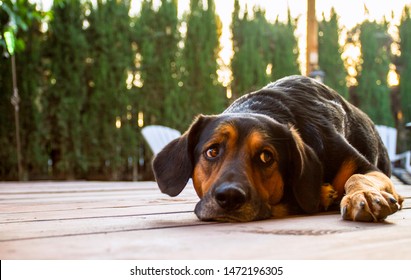 Sad Dog On A Deck In A Backyard