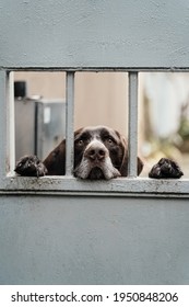 Sad Dog Peeps Out From Behind The Iron Gate