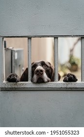 Sad Dog Peeps Out From Behind The Iron Gate