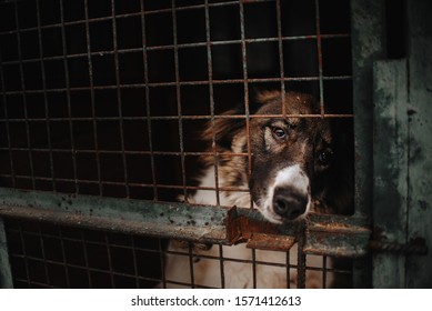 Sad Dog Portrait In Animal Shelter Cage, Waiting For Adoption