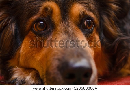 Sad dog posing on camera