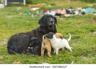 Sad Dog With Puppies In A Junkyard. Homeless Dog With Puppies.