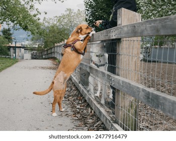 Sad dog recovering from surgery greeting friends separated by fence. Cute dog missing playtime while healing. Female Harrier mix dog, 3 weeks after surgery with shaved leg and scar. Selective focus. - Powered by Shutterstock