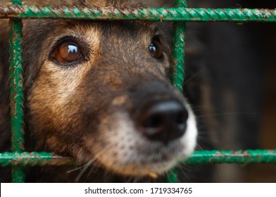 Sad Dog In A Shelter