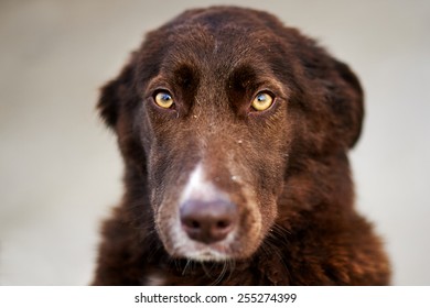 Sad Dog In Shelter