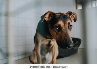 Sad dog in shelter. Pet waiting for home. Dogs missing owner. Dogs missing place to stay like home. Sad dog face. Dog waiting for owner. Missing dog in shelter. Animal shelter. Animal sadness.