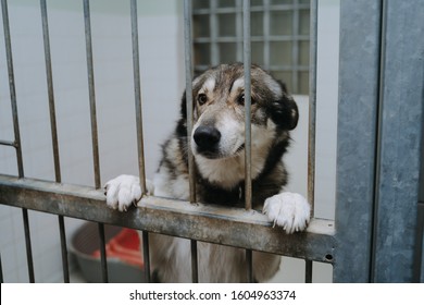 Sad Dog In Shelter. Pets Waiting For Home. Dogs Missing Owner. Dogs Missing Place To Stay Like Home. Sad Dog In Cage. Dog Waiting For Owner. Missing Dog In Shelter. Animal Shelter. Animal Sadness. 