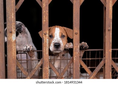 Sad Dog Is Sitting Behind Iron Gate In Asia.
