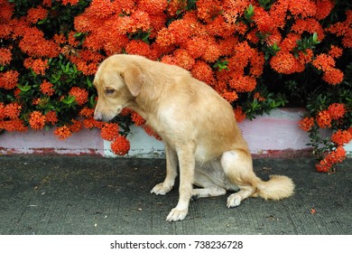 A sad dog sitting in front of red flower bush - Shutterstock ID 738236728