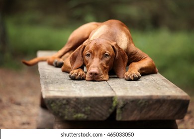 Sad Dog Vizsla Lying On Bench