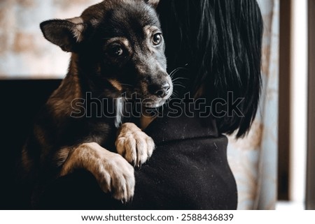 Sad dog is in a volunteer helping hands. An adoption of rescue animal. A lonely lost doggy hugs a human. The person adopts the abandoned homeless dog from a shelter. The pet misses for his dead owner.