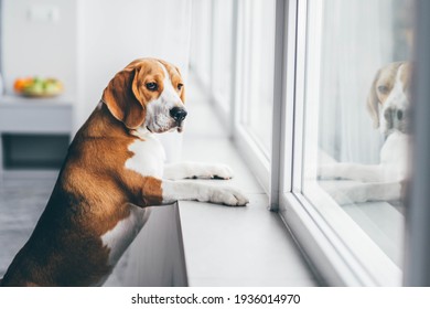 Sad Dog Waiting Alone At Home. 