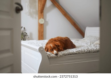 Sad dog waiting alone at home. Cute Nova Scotia Duck Tolling Retriever lying on bed in bedroom.
