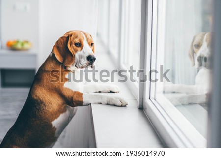 Sad dog waiting alone at home. 