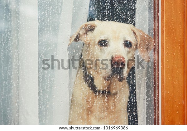 家で一人で待っている悲しい犬 雨の中窓越しに見るラブラドル レトリーバー の写真素材 今すぐ編集
