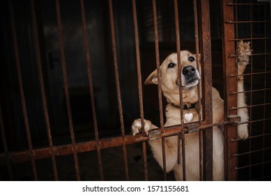 Sad Dog Waiting In Animal Shelter Cage