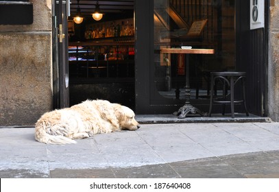 Sad dog waiting for his master at the threshold bar.