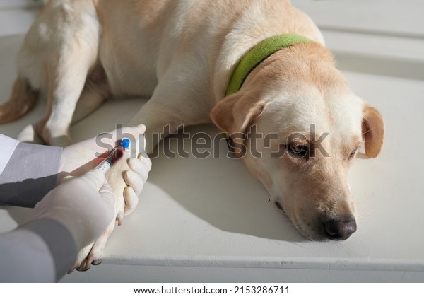 Sad dog waiting when doctor taking small\
blood samples from leg of labrador\
dog