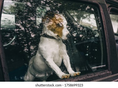 Sad Dog Waits In A Locked Car For Its Owners. Closeup Portrait