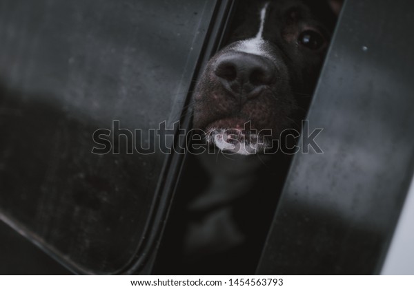 Sad dog\
watching from car interion through the\
window