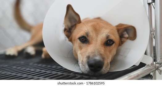 Sad Dog Wearing A Protective Cone On His Neck And Lying In An Animal Cage.