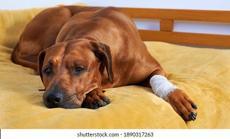 Sad Dog With White Bandage On Paw Lying On Bed. 