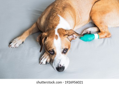 1,323 Dog paw wound Images, Stock Photos & Vectors | Shutterstock