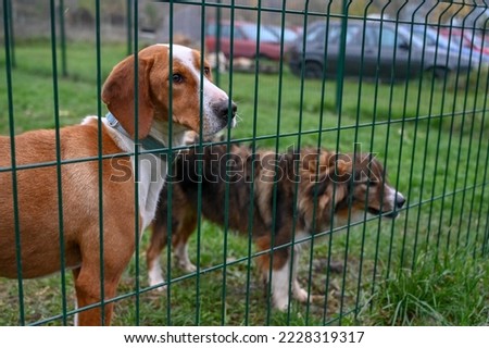 Sad dogs in animal shelter. Asylum for dogs. Stray dogs behind iron cage.