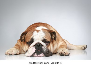 Sad English bulldog lying on grey background. Close-up portrait
