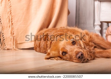 Sad English Cocker Spaniel dog portrait. Dog at home
