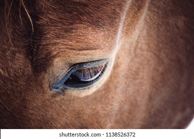 Sad Eye Of Brown Horse