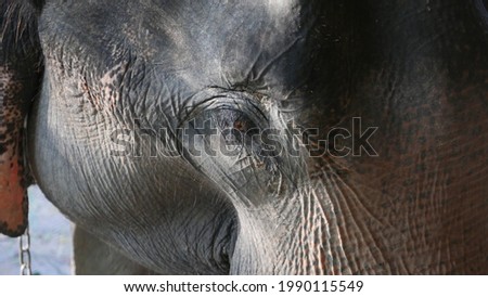 Similar – proboscidean Elephant Old