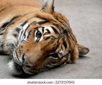 The sad eyes of a calmly resting tiger. The tiger is lying down and thinking about life. - Powered by Shutterstock